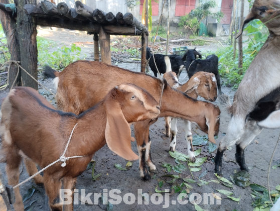 খামারের সকল ছাগল বিক্রি করা হবে